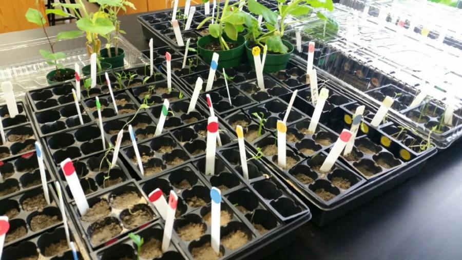 AP Environmental Science students sewed seeds from plants varying from poppies to pumpkins.