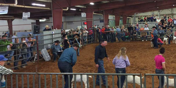 FFA students from across the area are taking part in the Collin County Youth Livestock Show through Friday where they are showcasing their supervised agricultural livestock projects.