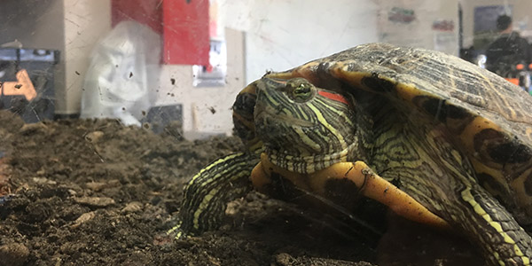 Redhawk, one of the class pet turtles in science teacher Bryan Becks classroom gave birth to several eggs on Wednesday.