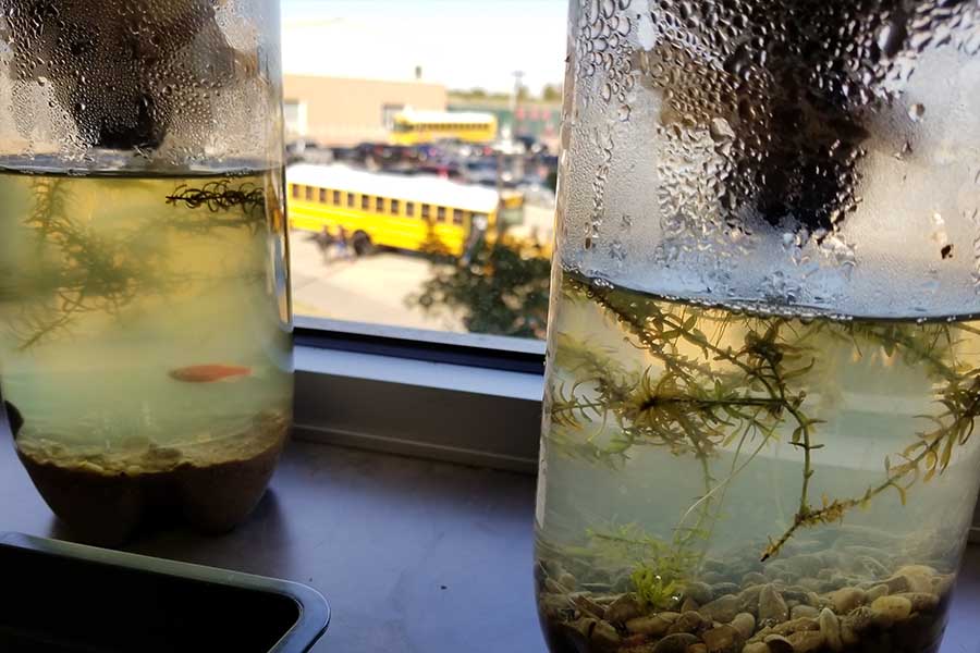 AP Environmental Science students are using ecocolumns to explore how ecosystems function. The project allows students to get hands on experience and a front row seat to ecosystems and how they work.
