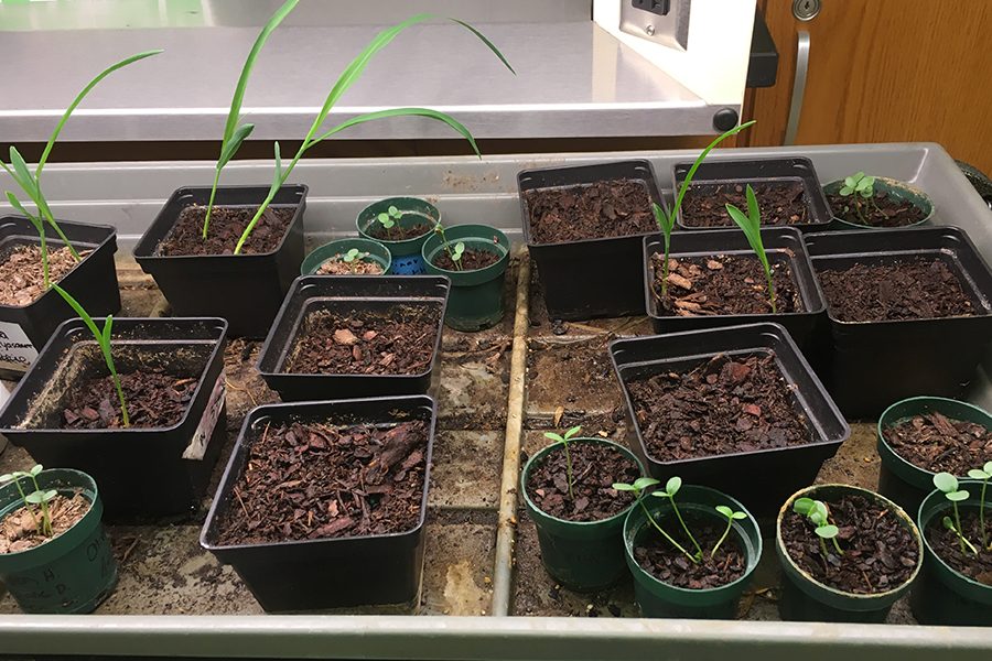 Biology students had the chance to plant seeds in class to learn about how they grow in relation to gravitropism. The activity allows them to expand their knowledge and responsibilities. 