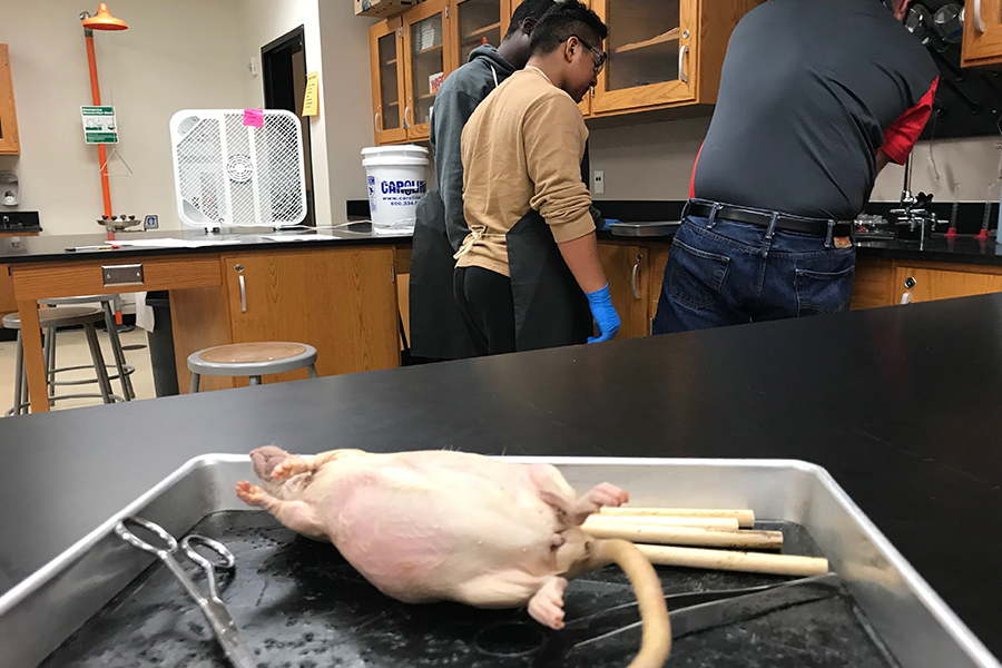 Dissecting+rats+to+better+understand+the+human+body