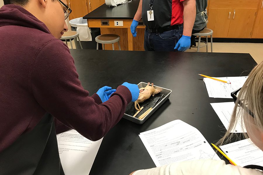 To+end+off+the+year%2C+Biology+students+are+putting+their+knowledge+to+the+test+with+a+rat+dissection.+The+dissection+allows+for+students+to+see+what+they+have+learned+about+body+systems+in+real+life.