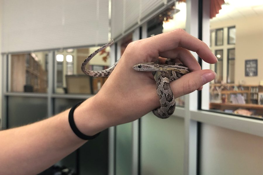 While the snake can currently fit in the palm of librarian Chelsea Hamiltons hand, corn snakes can grown up to about 5 feet long. On a steady diet of mice and other small rodents, Snapey Snake will reach full size in about 7 years.