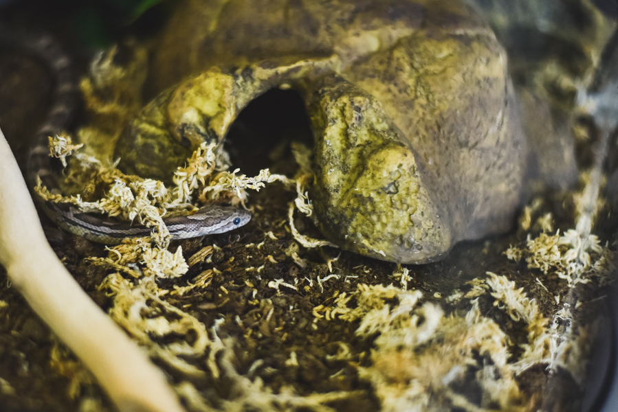 In the wild, snakes can often be found behind logs and under rocks. To replicate that, snake owners can put a variety of hiding places into their snake tank, including small sticks and little rocks for snakes to curl up under. 