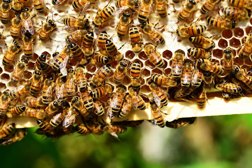 While veganism is often associated with food choices, there are other products in the market that harm animals. In this week’s Vegan View, Ally Lastovica explains Burt’s Bees’s bee exploitation.