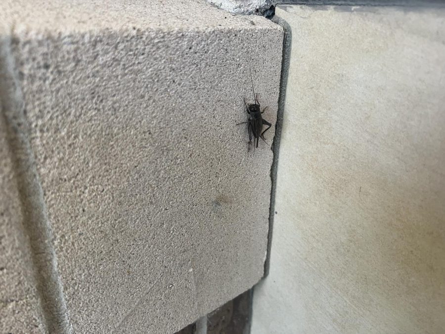 As the school year has progressed, crickets have been seen all around campus. While this may be an uncommon occurrence for many students, it is part of the crickets natural cycle.