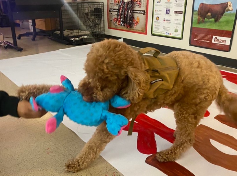 Small Animal Management has taken on a new approach to learning as they train Houey, a chocolate labradoodle. The training provides a hands on experience and new challenge for students in the class.