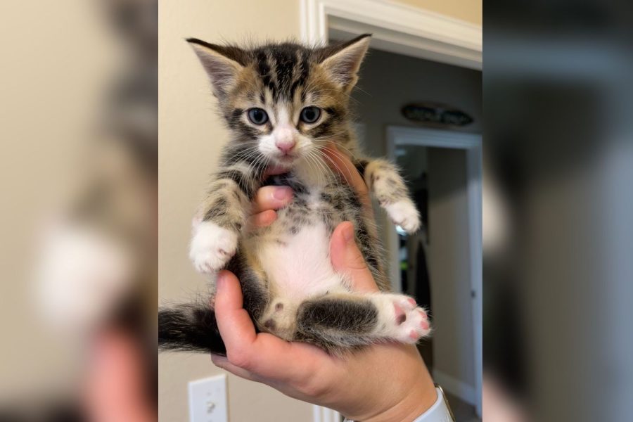 Coach and teacher Taylor Ruesch found herself as a kitten foster mom after she took in the kittens of a stray cat in her neighborhood. Ruesch noticed the kittens werent walking well, and after researching, realized that they had swimmers syndrome which caused their feet to turn outwards. 