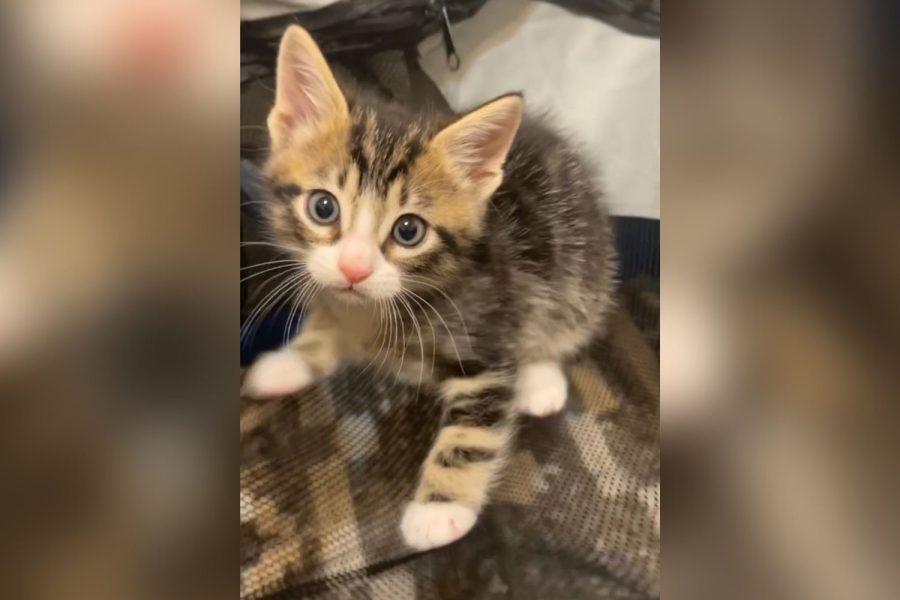 Ruesch has found the kittens homes, giving the last one to volleyball player, sophomore Bea Dunlop, who didn’t realize what the kitten had been through.
“I didn’t know he had swimmer syndrome,” Dunlop said. “He kind of walks a little funky, but I thought that was just because he learned how to walk.”
