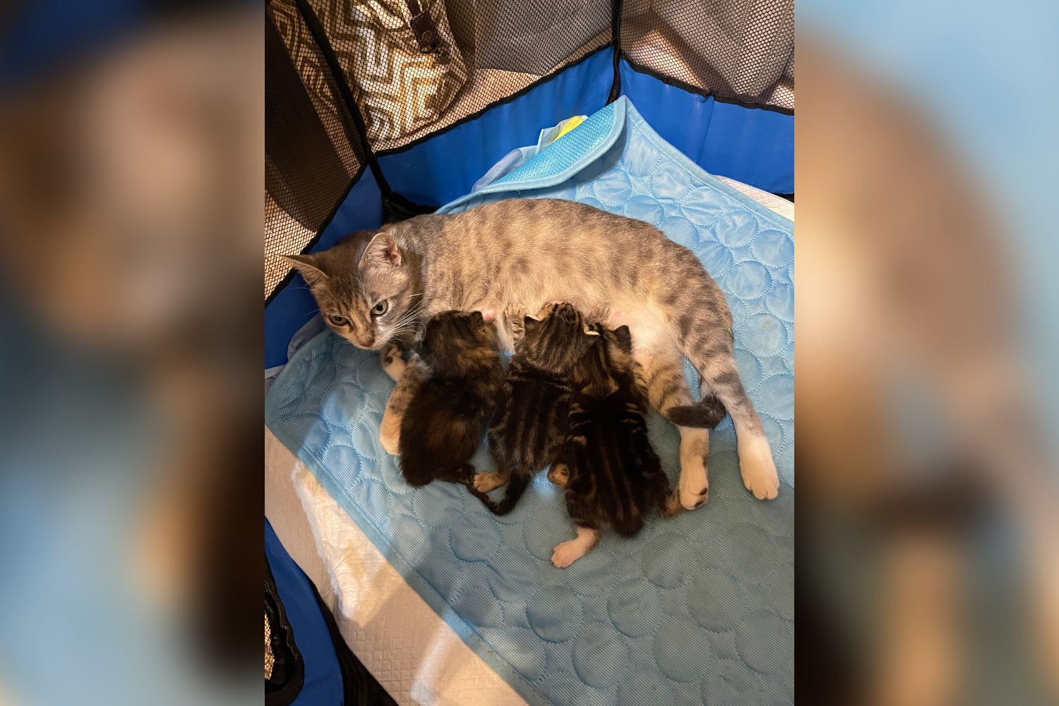 Sink+or+swim%3A+fostered+kittens+thrive+after+rehabilitation