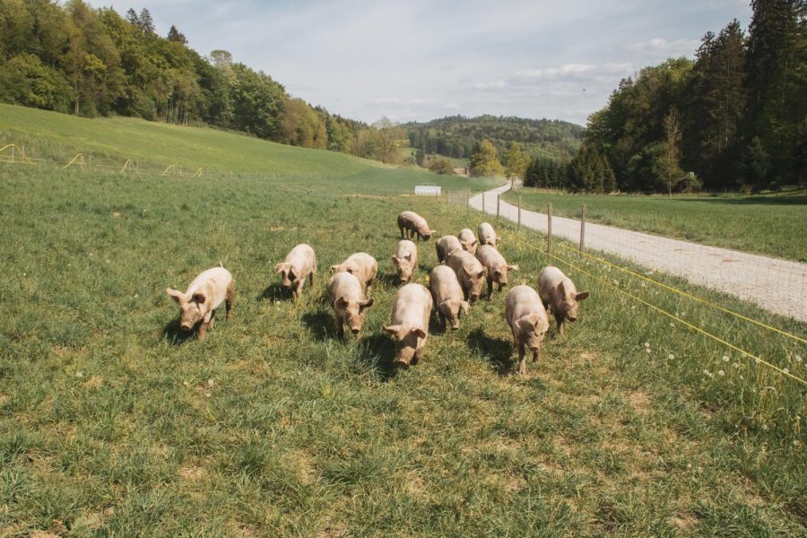 Prosperity for pigs