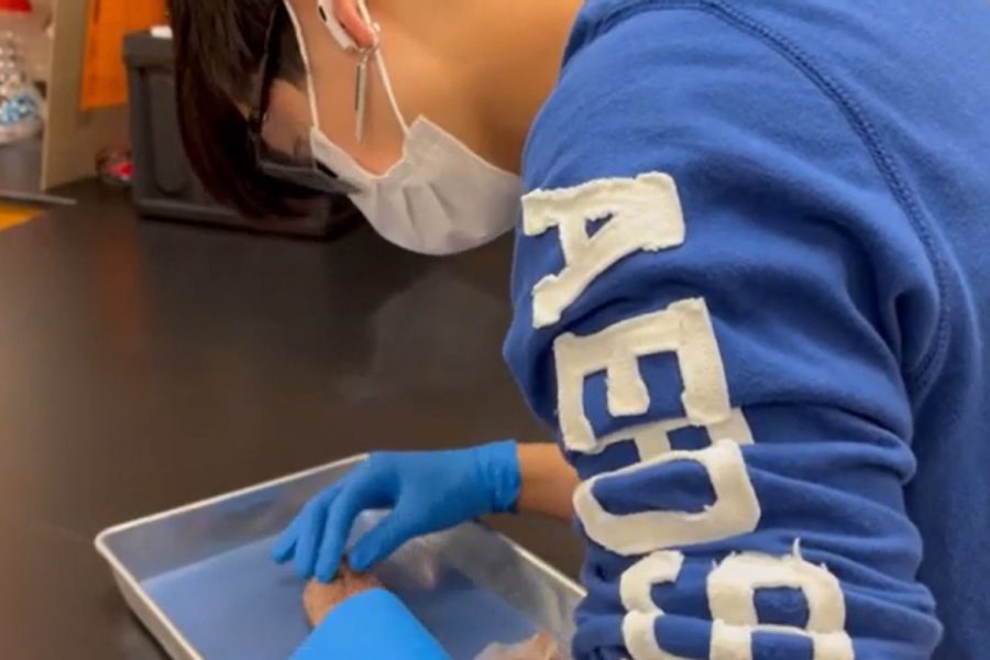 Anatomy students took on the challenge of a multi-topic dissection by dissecting a rabbit. Students are learning about the interconnection between body systems, specifically the respiratory system. 