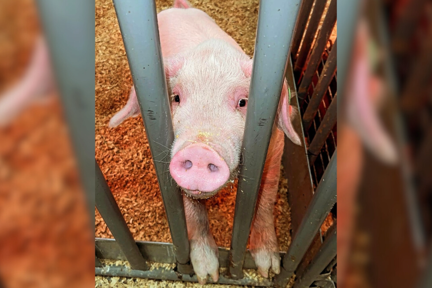 Instagram: an app most commonly used for friends to share pictures with each other. But one student took the app to a whole new level, and created an account for their pig, Dirk.