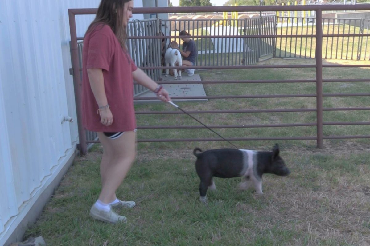 Leading her animal, Senior Lila Elizondo guides her pig to walk for her showing in Houston. Elizondo is currently raising two pigs to show in competition. FFA students sometimes use whips to keep their animals walking in a straight line.