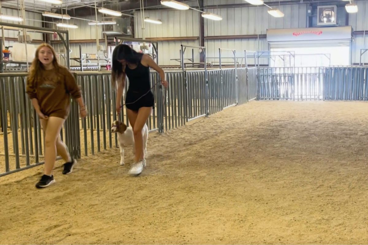 Although students each raise their own animals, they work together when raising their animals. Walking her goat, junior Haley Johnson teaches junior Mikaela Turnage in preparation for her Fort Worth show. Johnson and Turnage are both raising their animals at the livestock barn and have been raising them August.