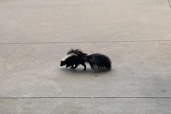 For weeks, a skunky smell has occasionally taken over the school and on Wednesday, one of the likely culprits was captured at the front of the school by animal control. 

“There has been a smell in the art hallway for some time now, junior Amogh Thantry said. It being a skunk was the last thing I expected, but it’s still pretty cool.”