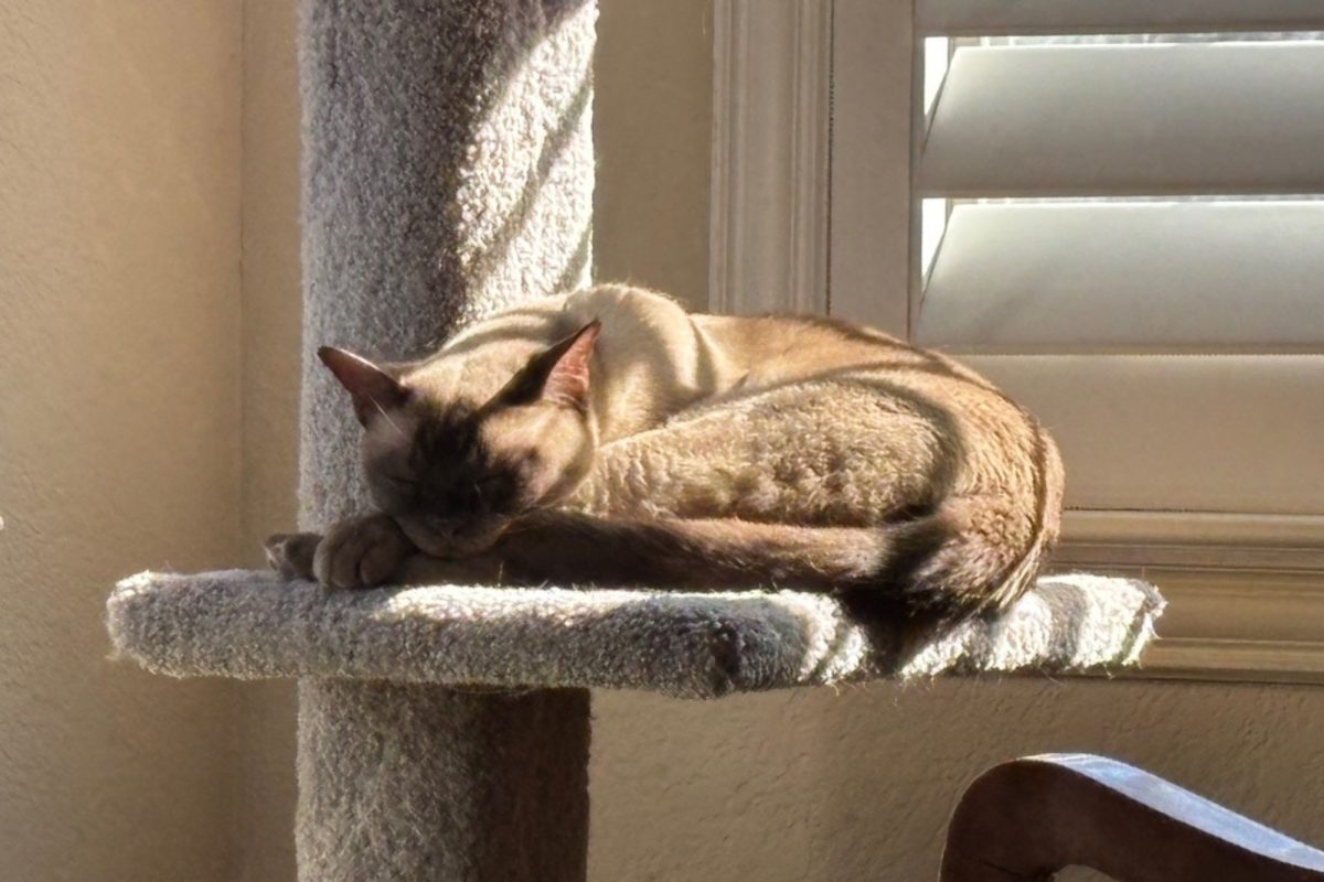 In this opinion article, staff reporter Valerie Nanton shares that she belives love for a cat doesn’t require obedience or reciprocation. Above is a picture of her cat taking a nap, the very inspiration for her article.